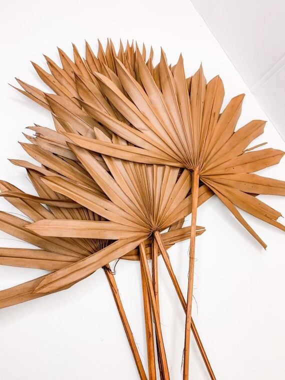 PALM SUN SPEAR-RUSTY ORANGE COLOUR